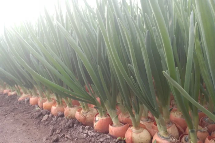 Зелена цибуля перо- фото № 5