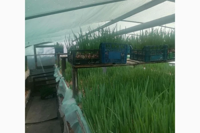 Продам зелений лук (цибулю)- фото № 1