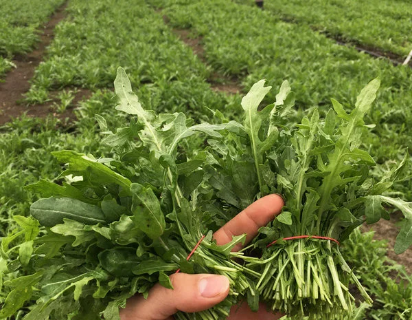 Оптовая продажа зелени с доставкой доставка по городу бесплатно рынок троещина- фото № 1