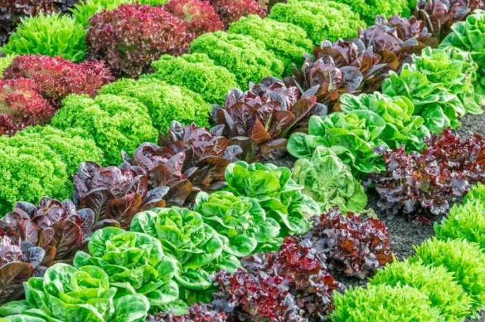 Оптовая продажа зелени с доставкой доставка по городу бесплатно рынок троещина- фото № 3