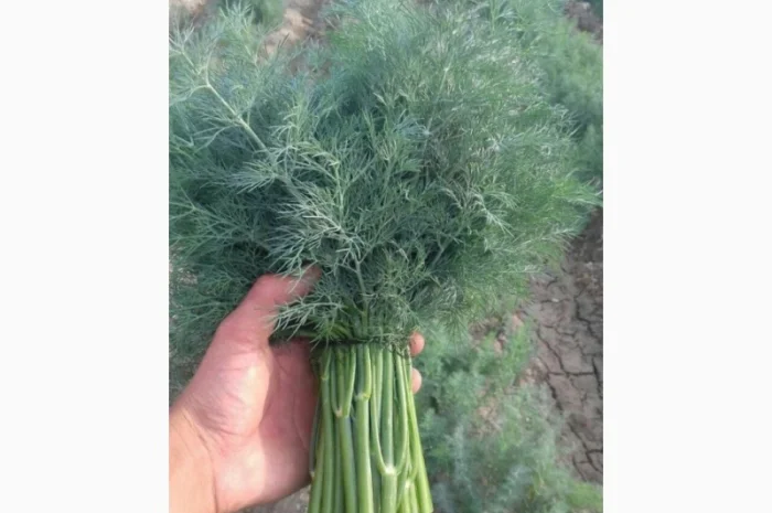 Оптовая продажа зелени- фото № 1