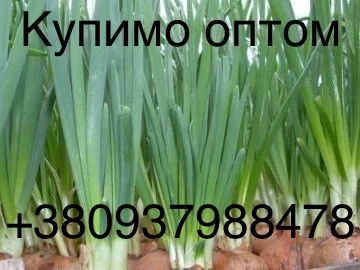 Купляємо цибулю перо 2024 від 10 тон, доставка самовивіз, потрібно 200т в місяць- фото № 1