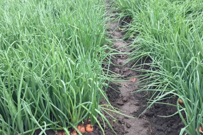 Продам зелену цибулю(перо), лук перо, зелений лук- фото № 1