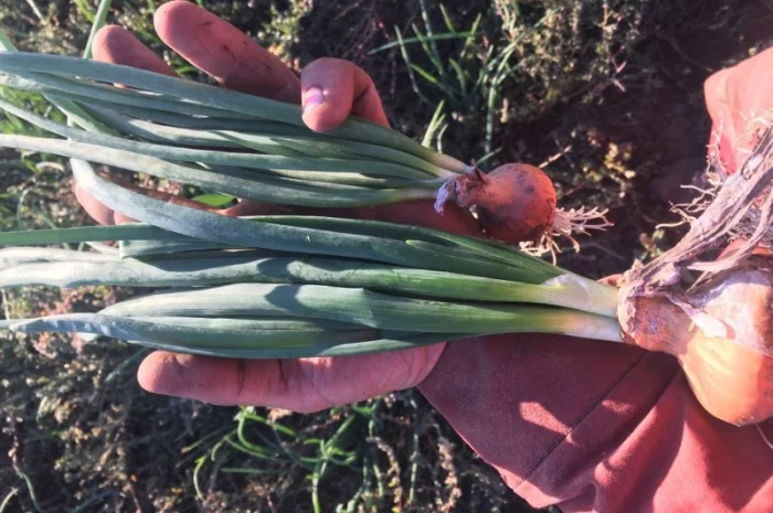 Продам зелену цибулю(перо), лук перо, зелений лук- фото № 3