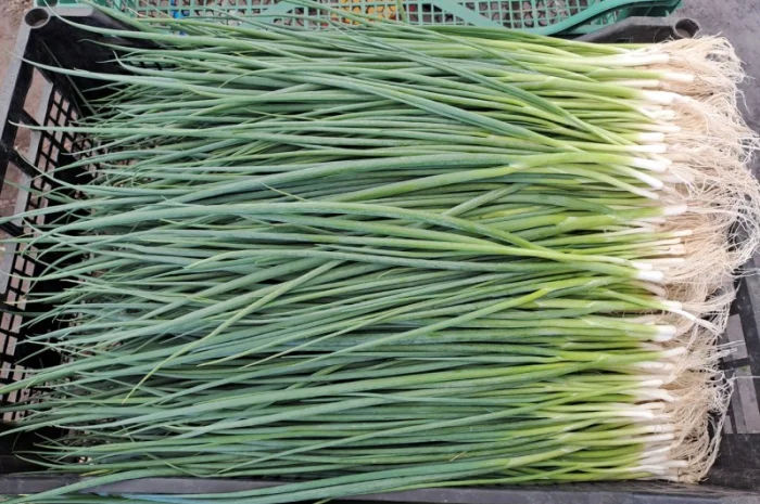 Продам лук-перо, опт- фото № 1