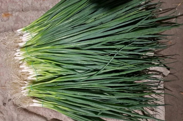 Продам лук-перо, опт- фото № 2