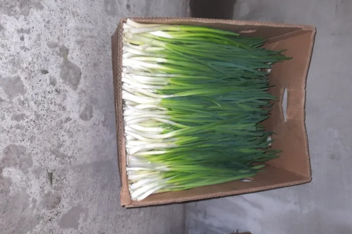 Продам зелену цибулю (перо)- фото № 1