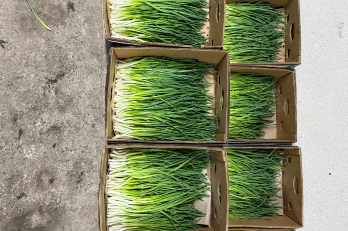 Продаж зеленої цибулі (перо) оптом- фото № 6