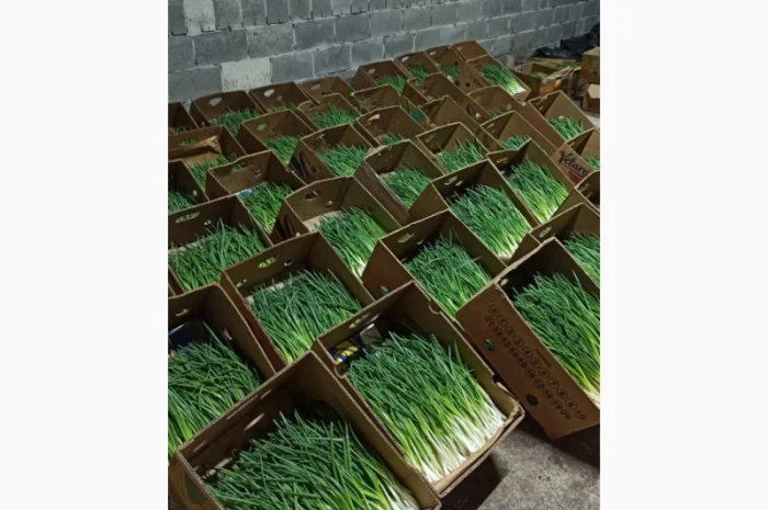 Зелена цибуля перо- фото № 1