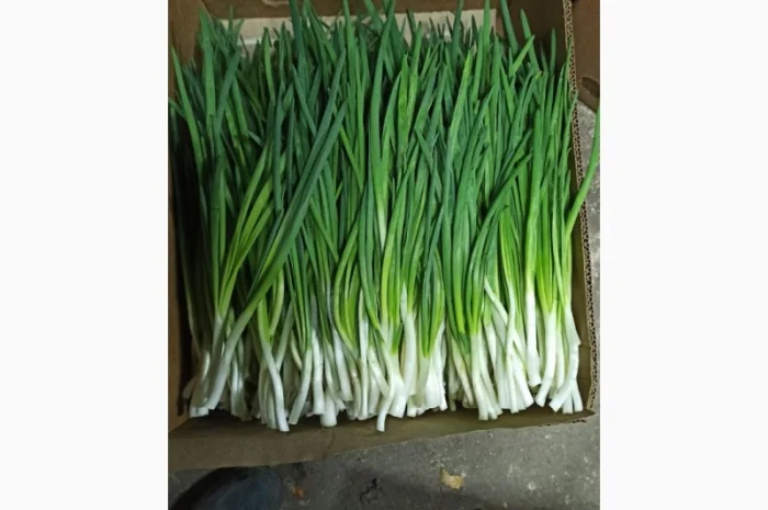 Зелена цибуля перо- фото № 2