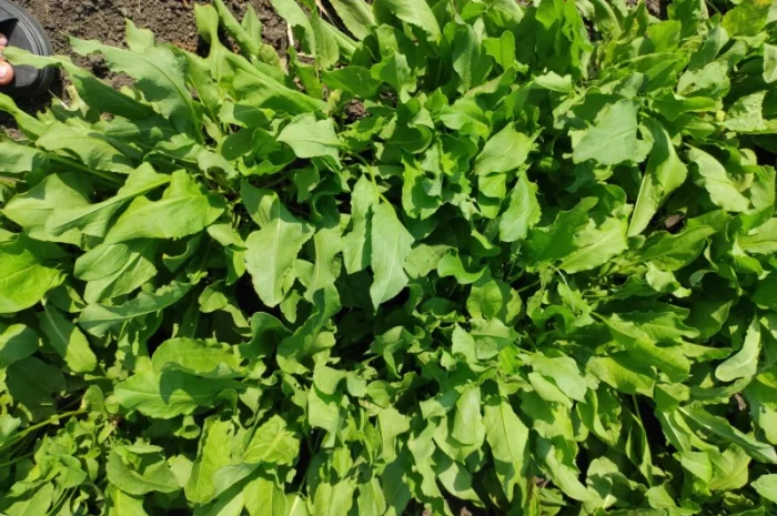 Продам щавель оптом- фото № 1