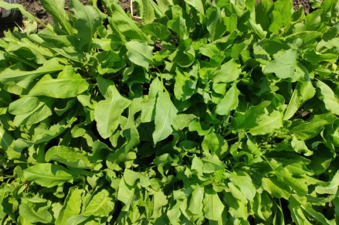 Продам щавель оптом- фото № 2