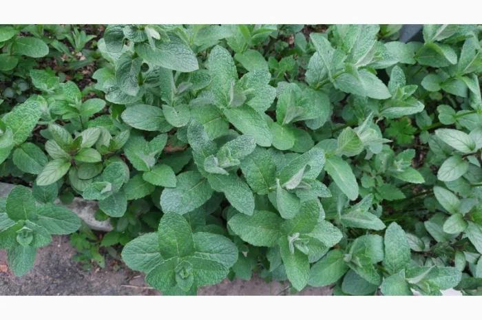 М'ята свіжа на Мохіто. Рівне- фото № 1