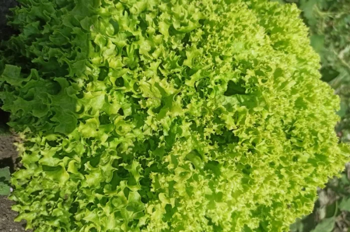 Салат ЛоЛо Біонда- фото № 1