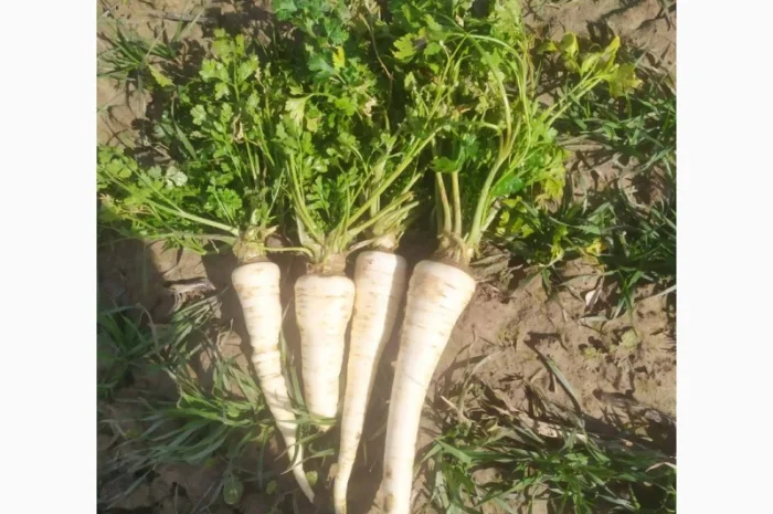 Коренева петрушка- фото № 1