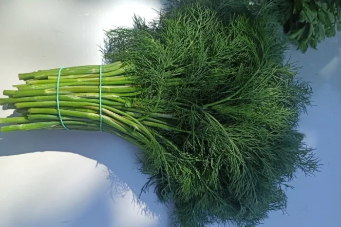 Свіжа Зелень :: Кріп Петрушка :: 55 грн/кг :: Сезон 2022- фото № 3