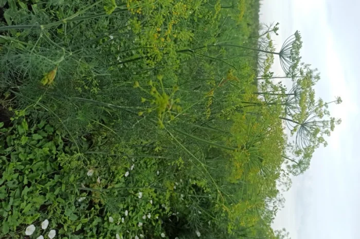 Продаж :: Зелень :: Сезон 2022 -суцвіття кропу, соцветие укропа 13 грн/кг.Львів- фото № 1