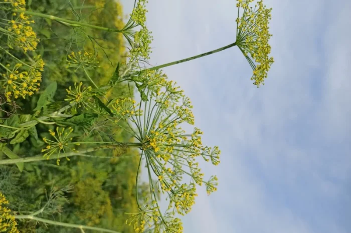 Продаж :: Зелень :: Сезон 2022 -суцвіття кропу, соцветие укропа 13 грн/кг.Львів- фото № 2