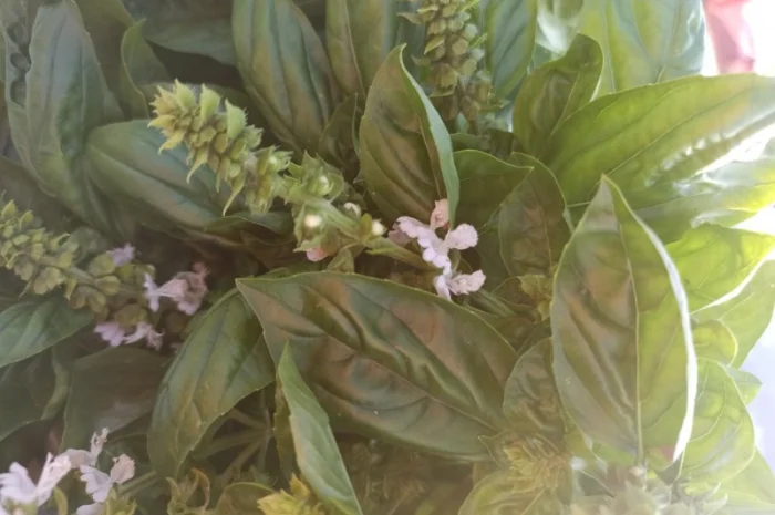 Базилік на переробку. Заморозку. Песто- фото № 1