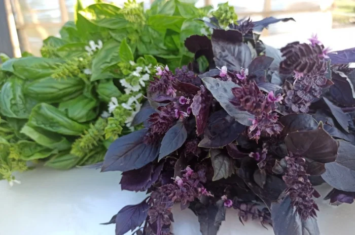 Базилік на переробку. Заморозку. Песто- фото № 2