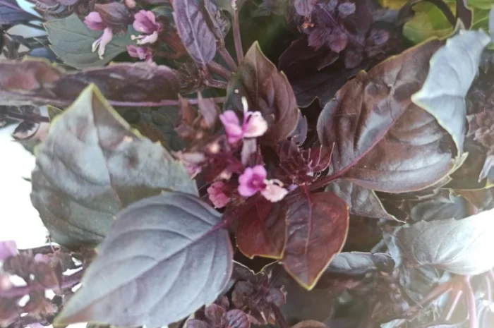 Базилік на переробку. Заморозку. Песто- фото № 3