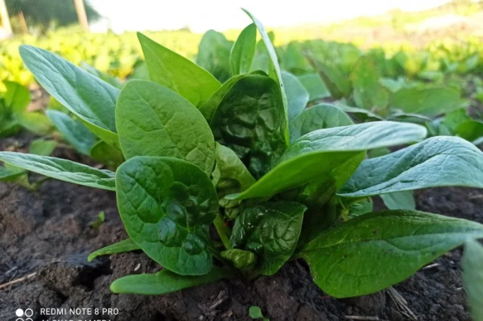 Свіжа Зелень :: Сезон 2023:: Шпинат від 60 грн/кг. Львів- фото № 1