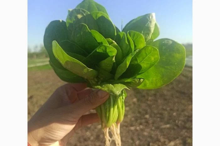 Свіжа Зелень :: Сезон 2023:: Шпинат від 60 грн/кг. Львів- фото № 2