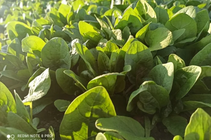 Свіжа Зелень :: Сезон 2023:: Шпинат від 60 грн/кг. Львів- фото № 3