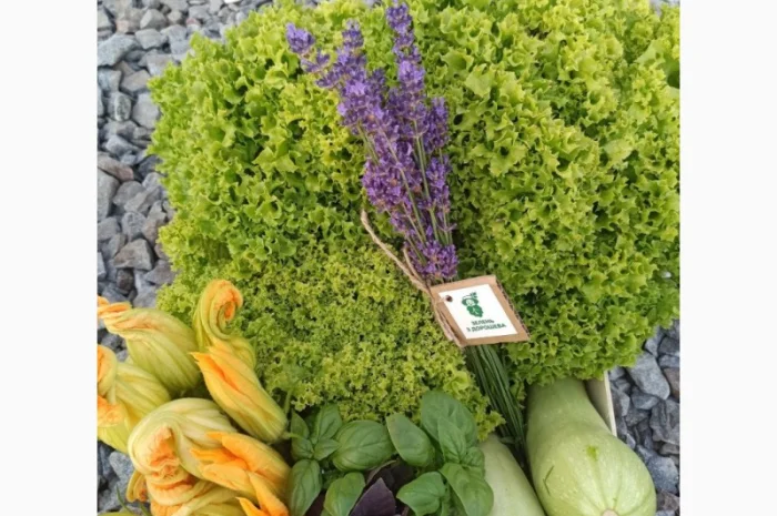 Продаж :: Зелень :: Сезон 2023 :: -квіти цукіні, квіти кабачка, їстівні квіти -Львів- фото № 3