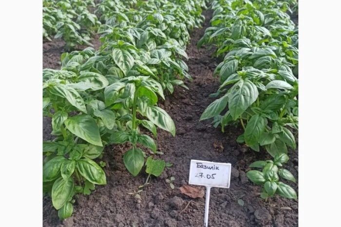 Свіжа Зелень :: Продаж :: Сезон 2022 :: - Базилік зелений/червоний - 60 грн/кг- фото № 1