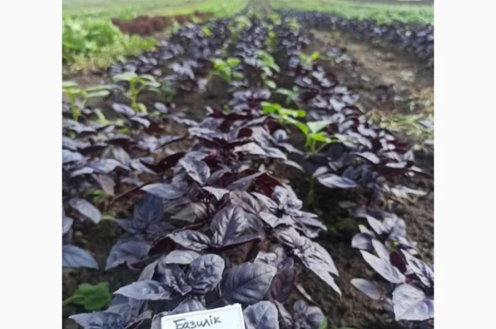 Свіжа Зелень :: Продаж :: Сезон 2022 :: - Базилік зелений/червоний - 60 грн/кг- фото № 2