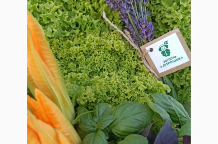 Свіжа Зелень :: Продаж :: Сезон 2022 :: - Базилік зелений/червоний - 60 грн/кг- фото № 4