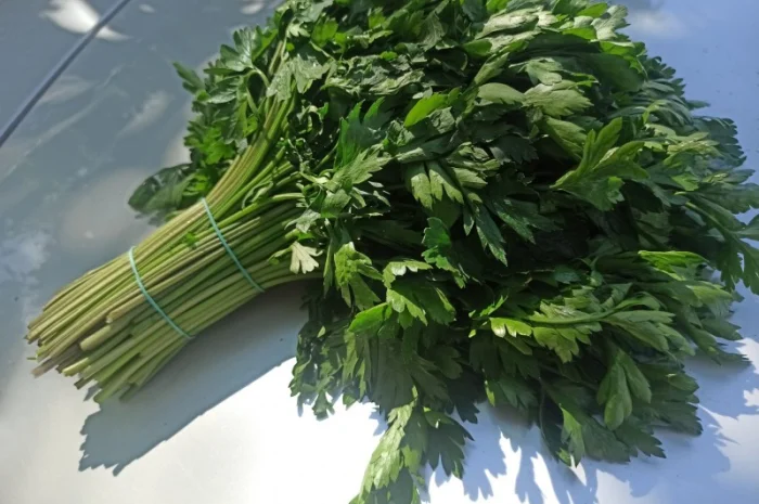 Свіжа Зелень :: Зелень Петрушки :: Сезон 2022 :: від 35 грн/кг- фото № 1