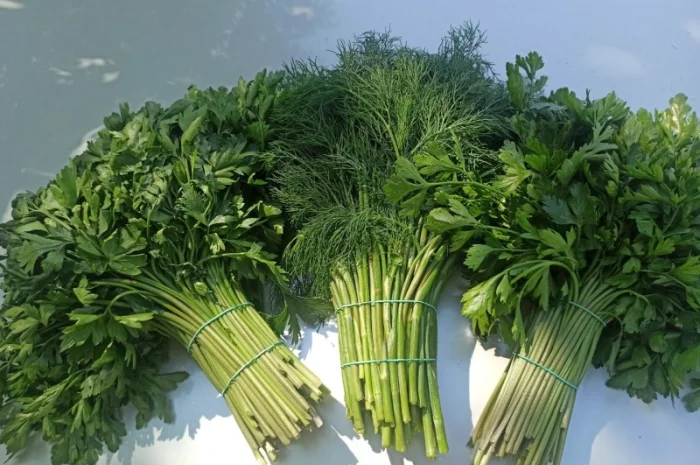 Свіжа Зелень :: Зелень Петрушки :: Сезон 2022 :: від 35 грн/кг- фото № 2