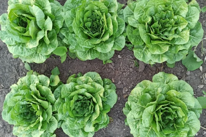 Продаж :: Зелень :: Сезон 2022 :: - Салат Ромен- 25 грн/кг -Львів- фото № 1