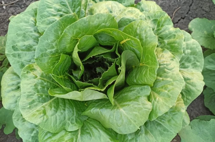 Продаж :: Зелень :: Сезон 2022 :: - Салат Ромен- 25 грн/кг -Львів- фото № 2