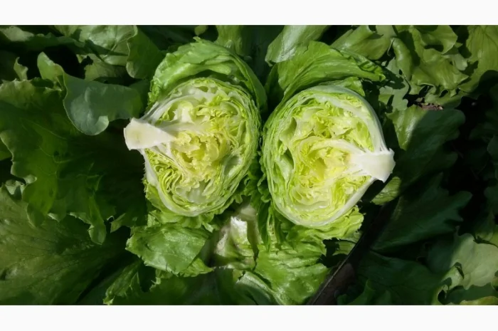 Продам салат Айсберг, Ромен, Фризе. Работаем не на количество, а на качество- фото № 1