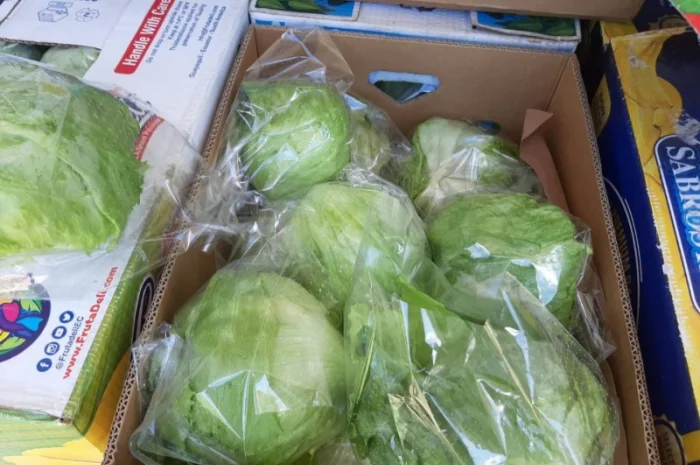 Продам салат Айсберг, Ромен, Фризе. Работаем не на количество, а на качество- фото № 2