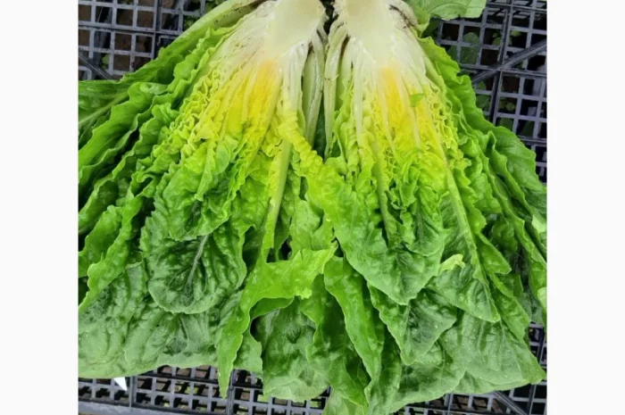 Продам салат Айсберг, Ромен, Фризе. Работаем не на количество, а на качество- фото № 3