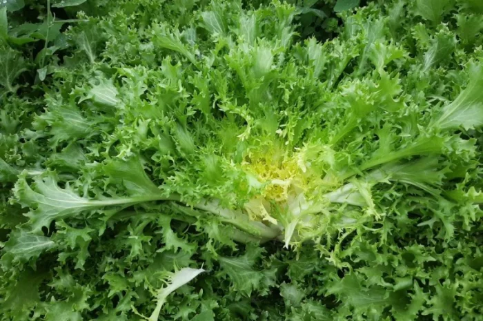 Продам салат Айсберг, Ромен, Фризе. Работаем не на количество, а на качество- фото № 4