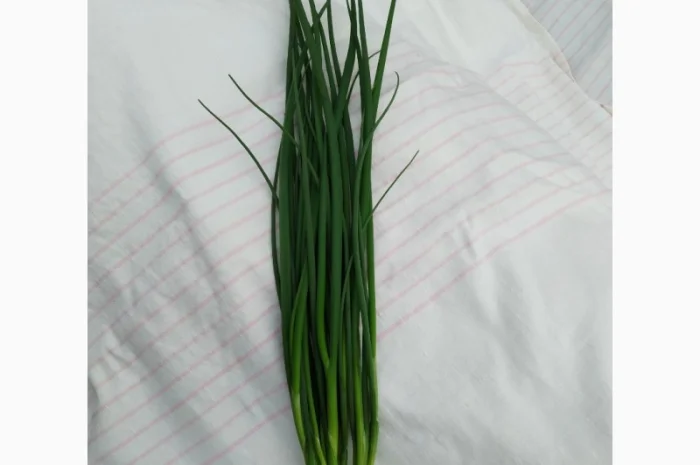 Продам зелёный лук- фото № 1