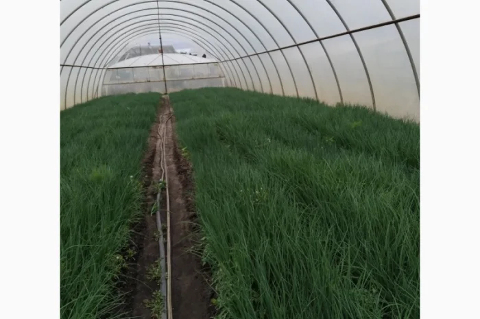 Продам зелёный лук- фото № 2