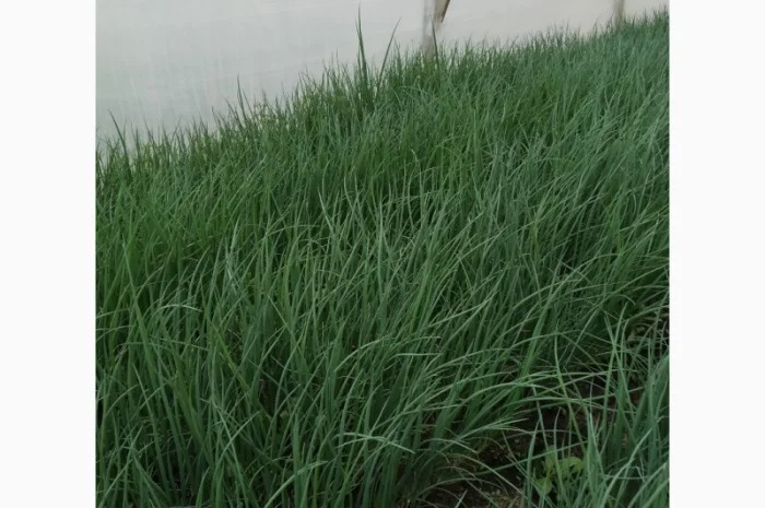 Продам зелёный лук- фото № 3