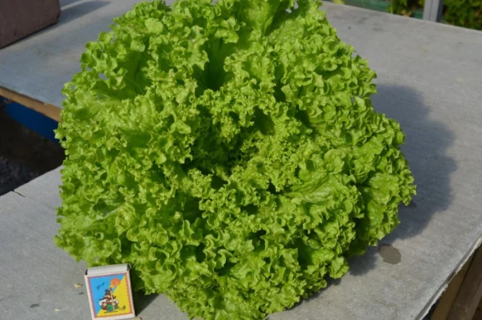 Продам свежий салат оптом- фото № 1