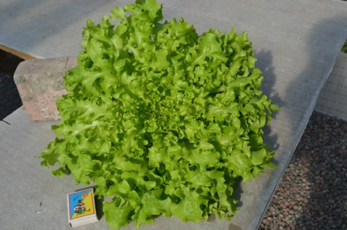 Продам свежий салат оптом- фото № 2