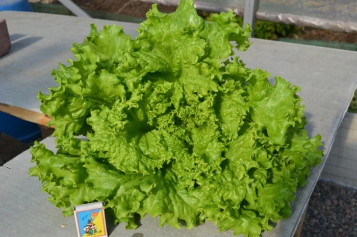 Продам свежий салат оптом- фото № 3