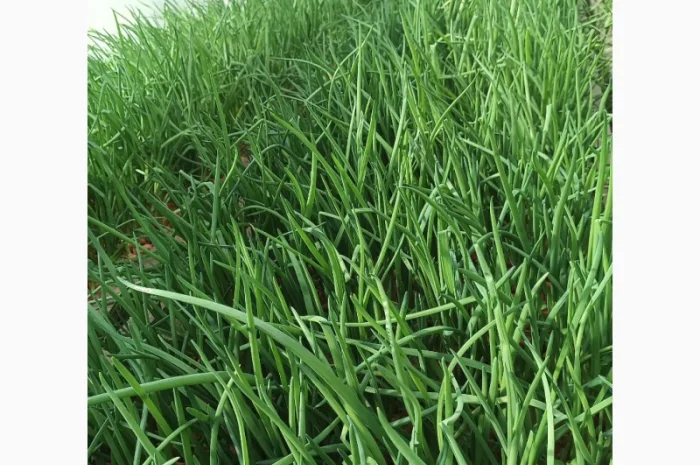 Продам зелену цибулю оптом- фото № 1