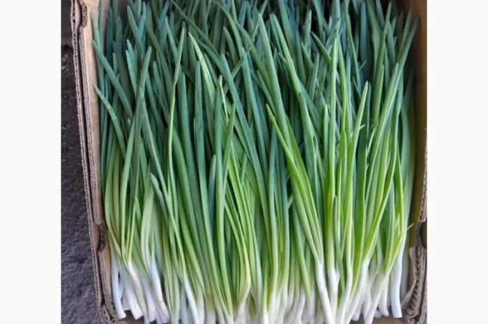 Продам перо цибулі, петрушку- фото № 1