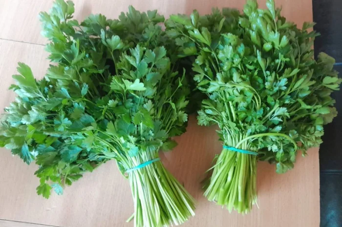 Продам перо цибулі, петрушку- фото № 2