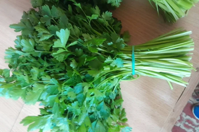 Продам перо цибулі, петрушку- фото № 3